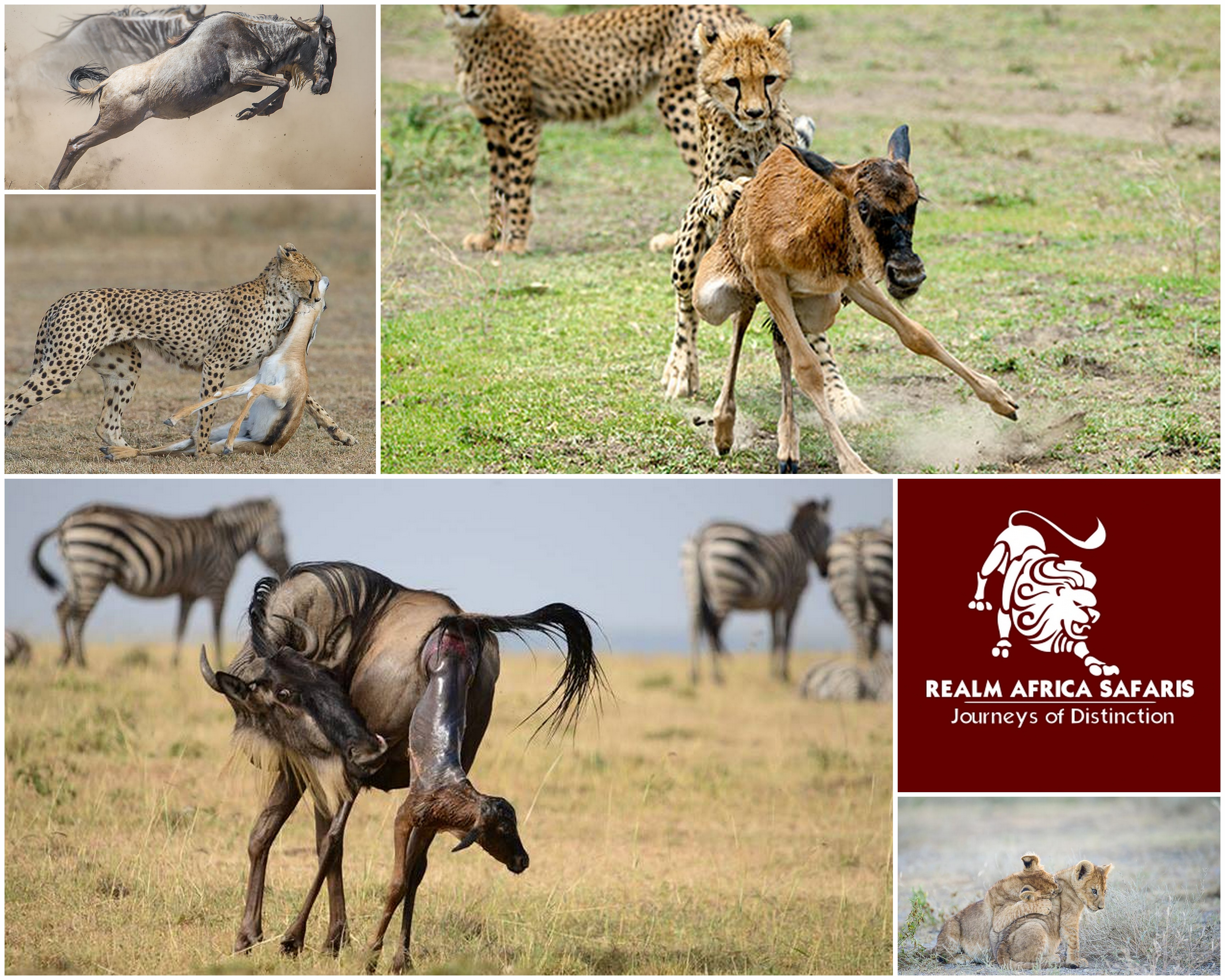 Wildebeest calving season in serengeti | Tanmzania Safari | Realm Africa Safaris