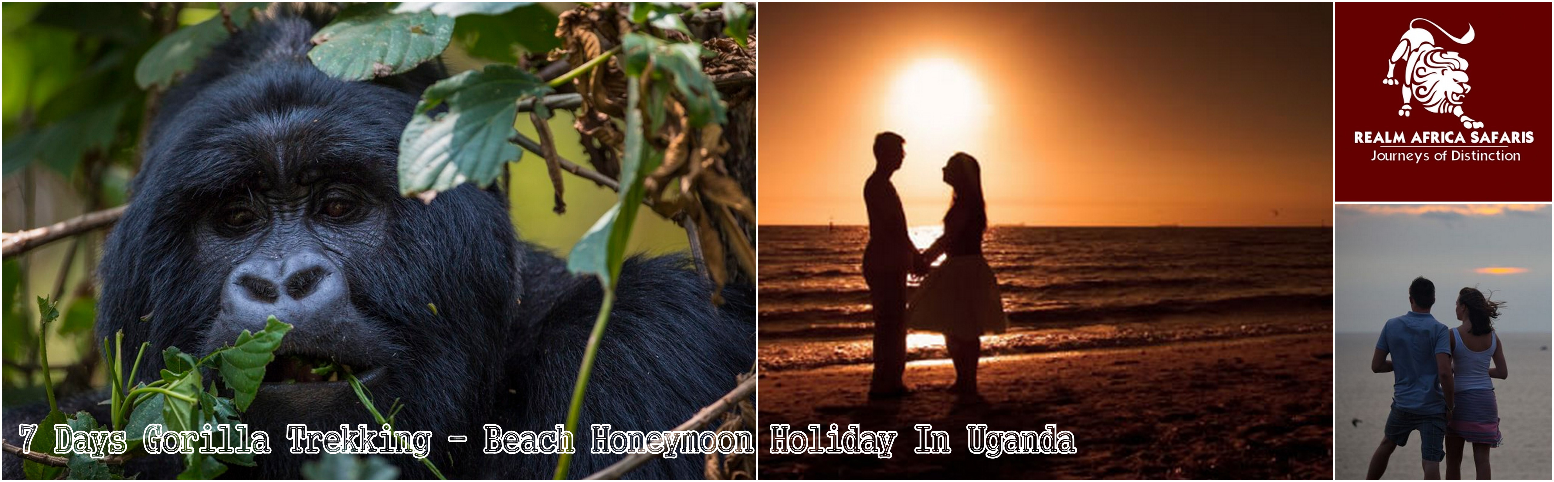 Gorillas and beach holiday