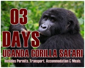 Students Discounted Gorilla trekking safaris in Uganda