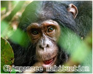 Gorilla and chimpanzee Habituation Safaris in Uganda