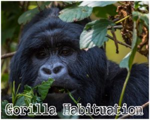 Gorilla and chimpanzee Habituation Safaris in Uganda
