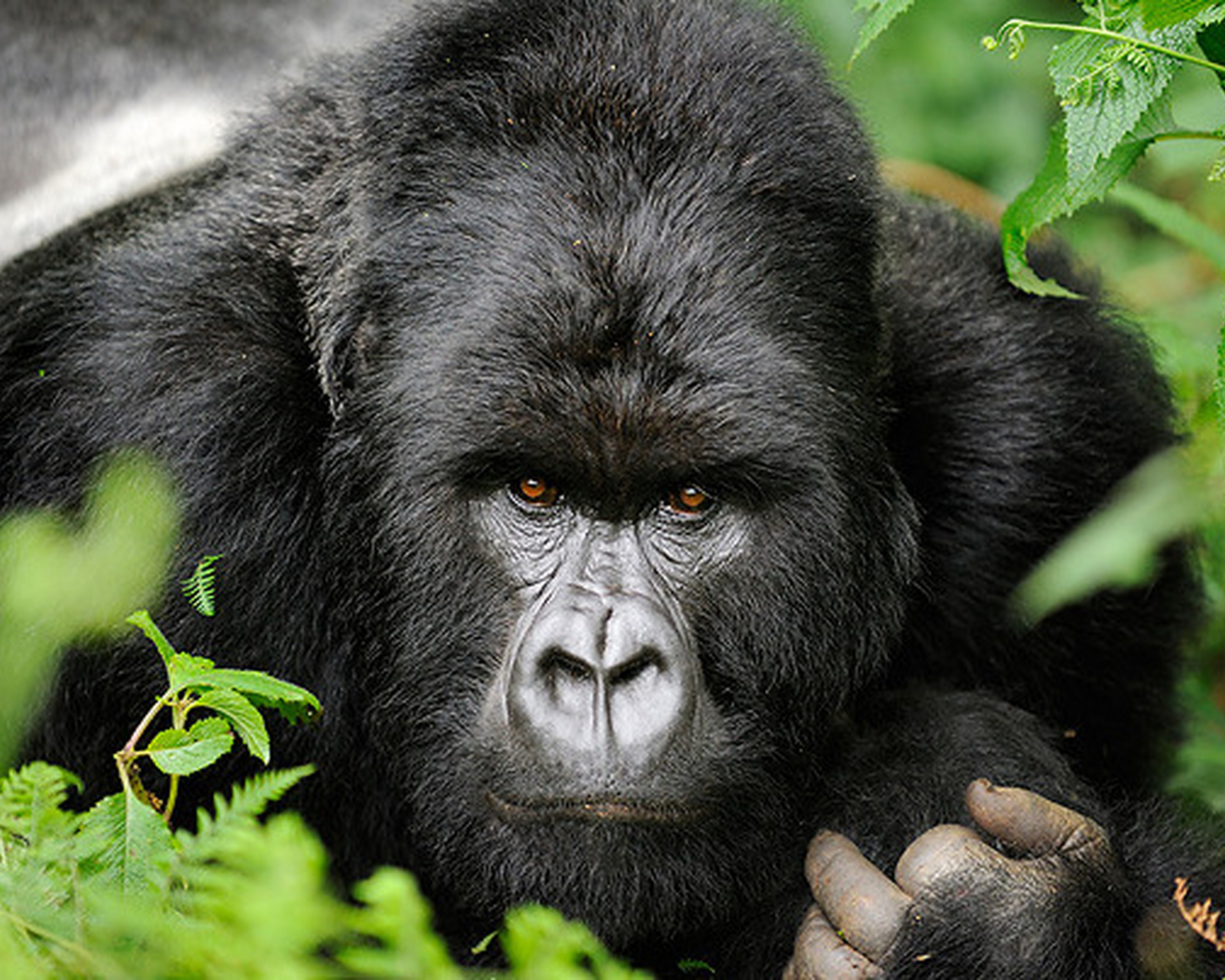 wilderness safaris gorillas