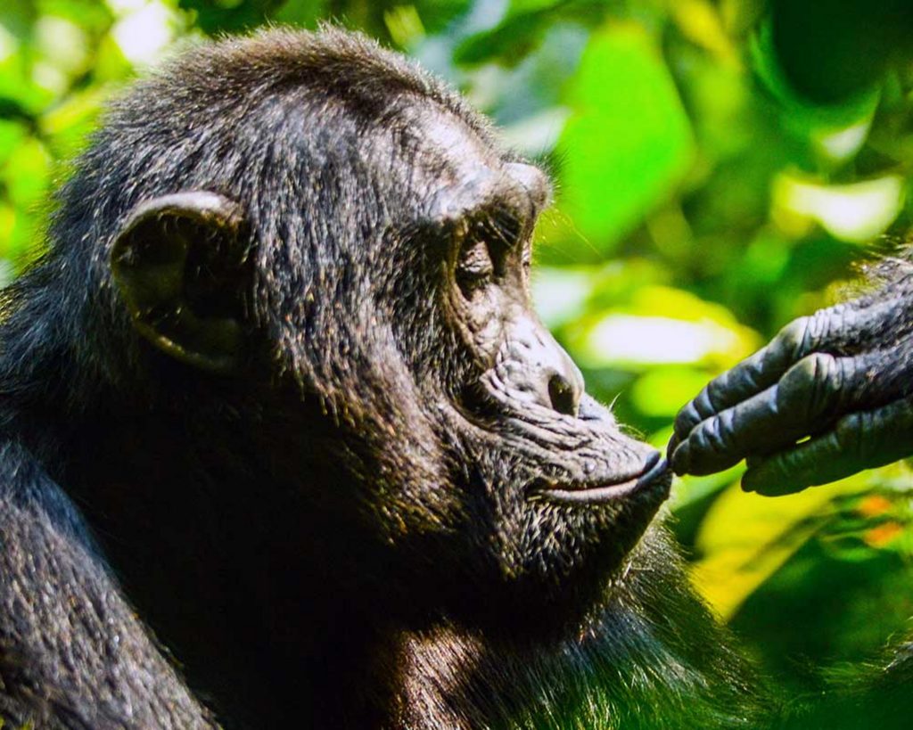 9 Day uganda gorillas, Chimpanzees and Wildlife Safari