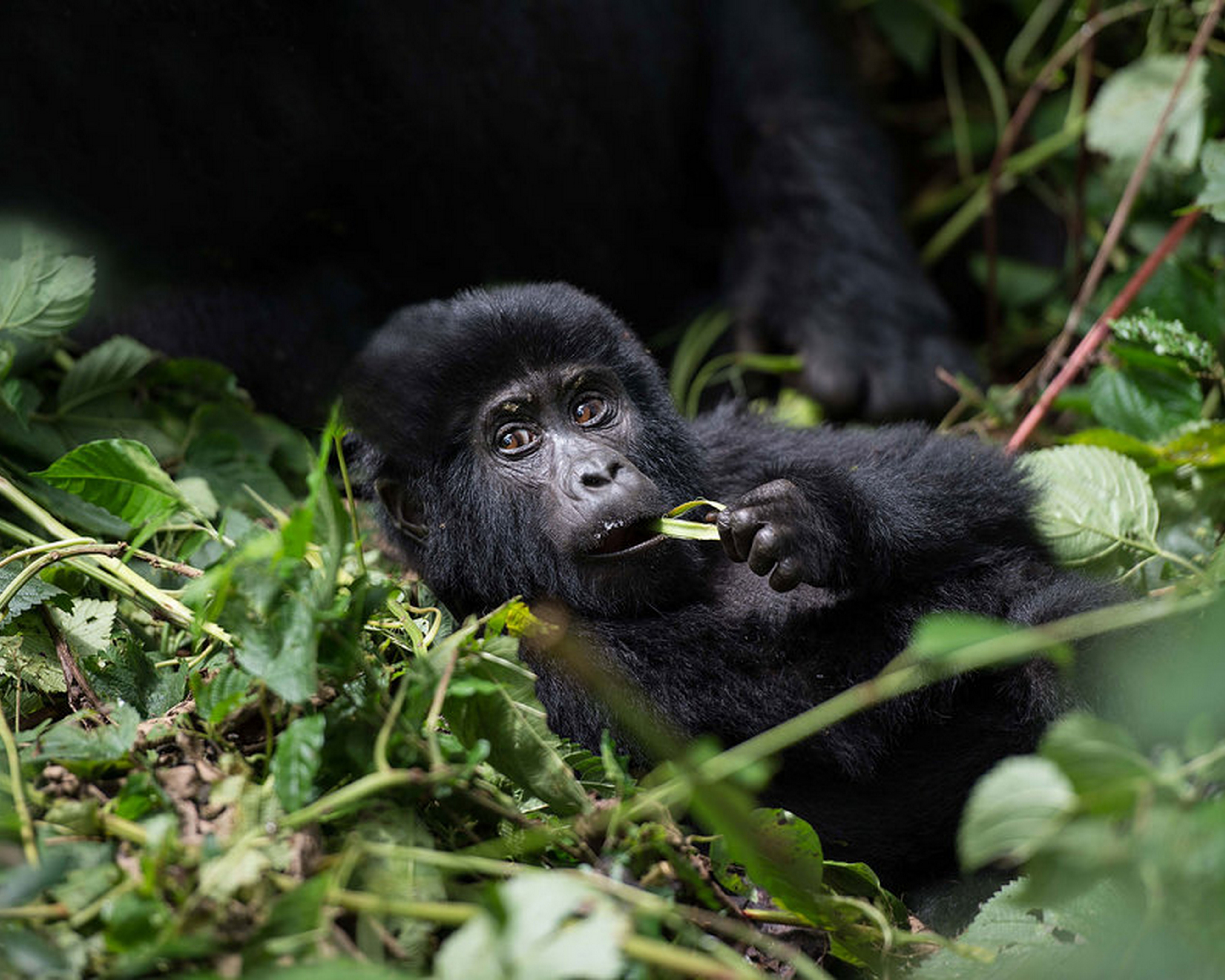 Rwanda Gorilla Safaris