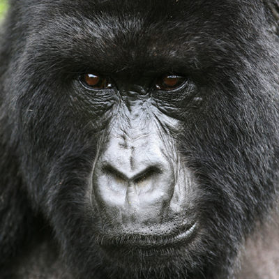 07 Days Uganda gorilla Safari
