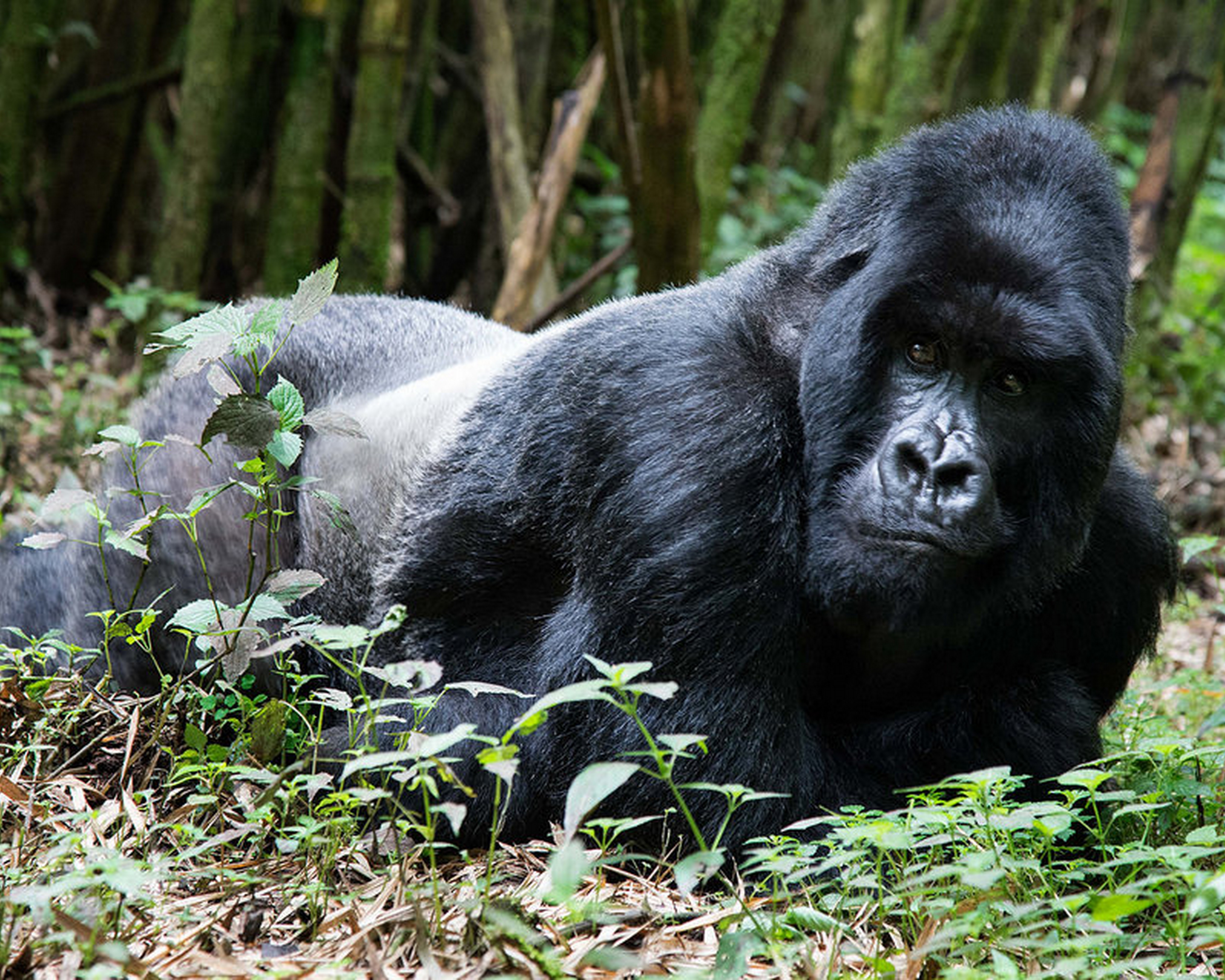 gorilla safaris in africa