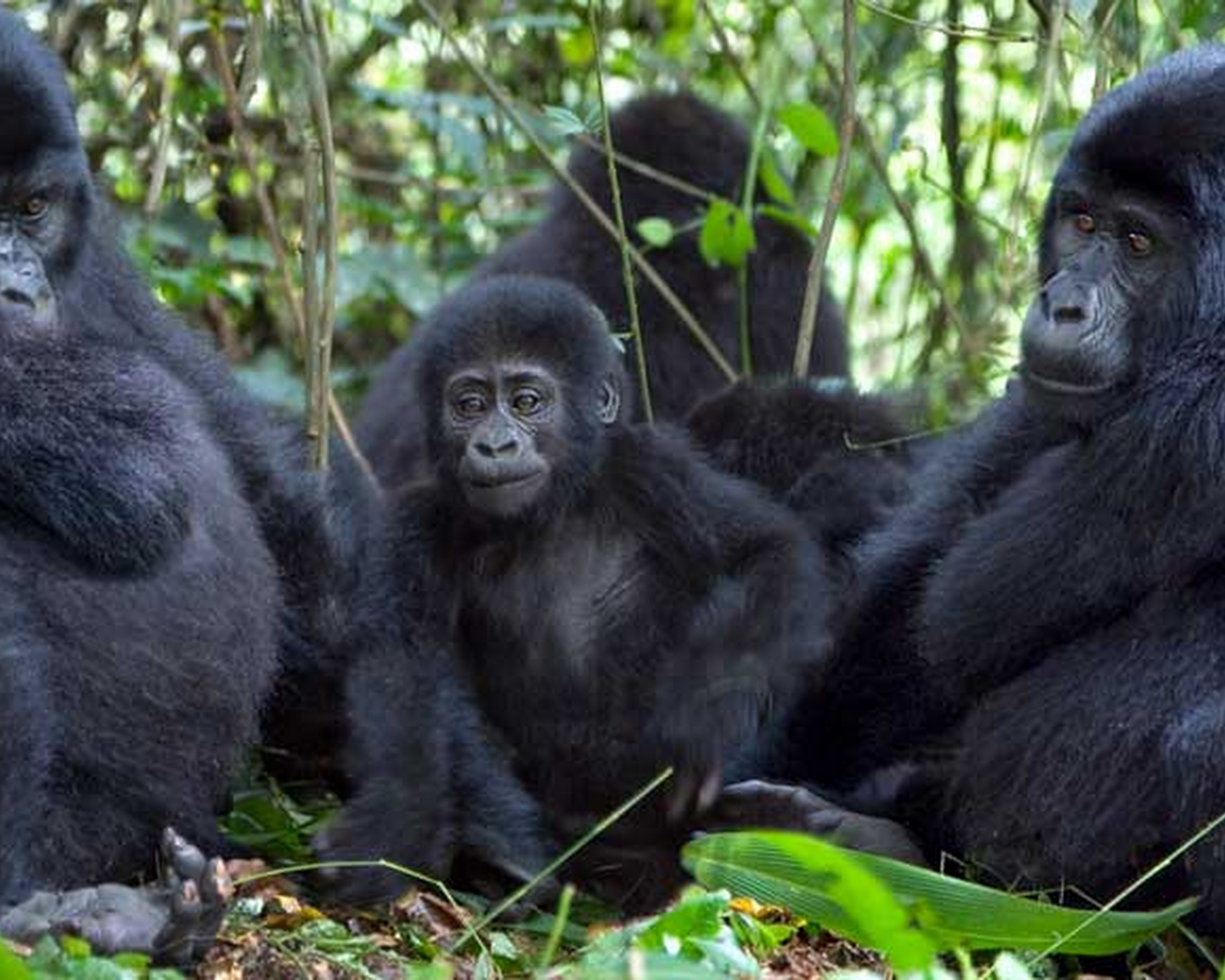 03 Day fly-in Uganda Gorilla Habituation Safari