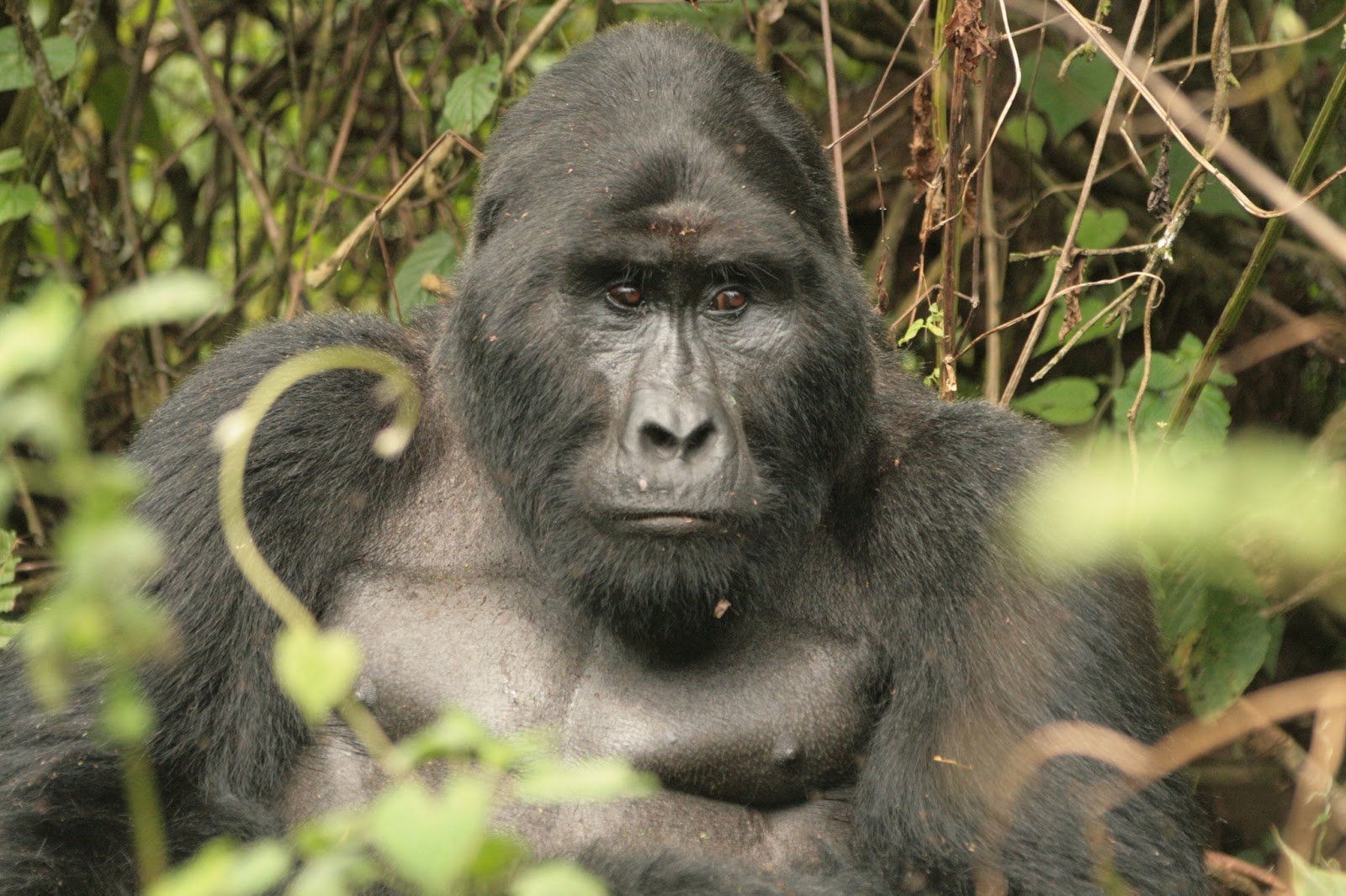 New Mukiza Gorilla Family Group Ruhija Bwindi 1