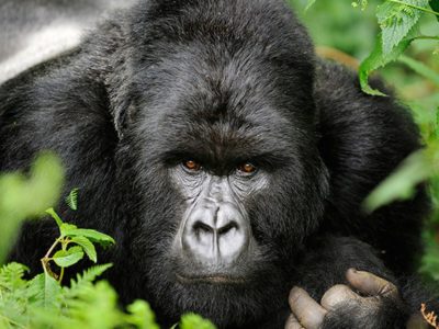 Mountain Gorilla Trekking In Uganda