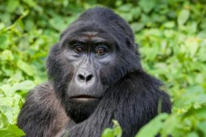 Exclusive USD1500 Rwanda gorilla Safari experience