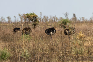 Piane Upe safaris - from Sipi River Lodge