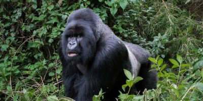 Uganda Discounted Low Season Gorilla Permits End