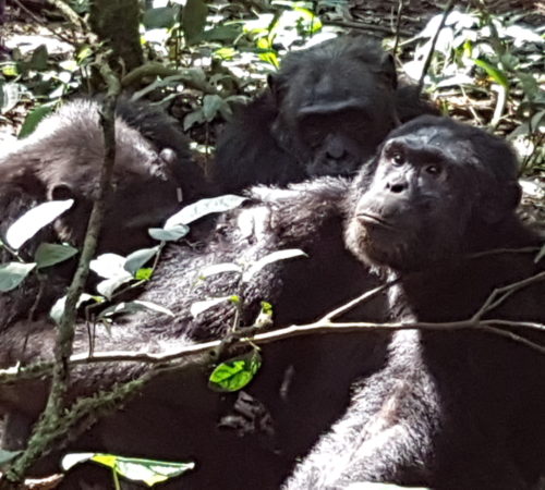 chimpanzee Trekking In Uganda
