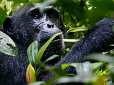 Chimpanzee Trekking In Uganda