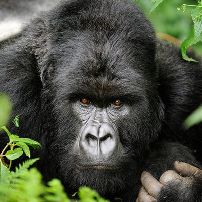 2 Day Rwanda Express Gorilla Safari