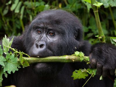 Bwindi Forest Gorilla Trekking Tours | 7 days Uganda Gorilla Safari | Realm Africa Safaris |Bwindi Safari