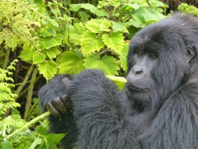5 Days Gorillas & Chimps in Uganda | Gorilla Safaris