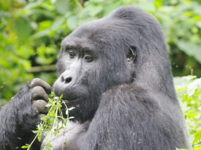 7 Days Uganda Gorilla Safari