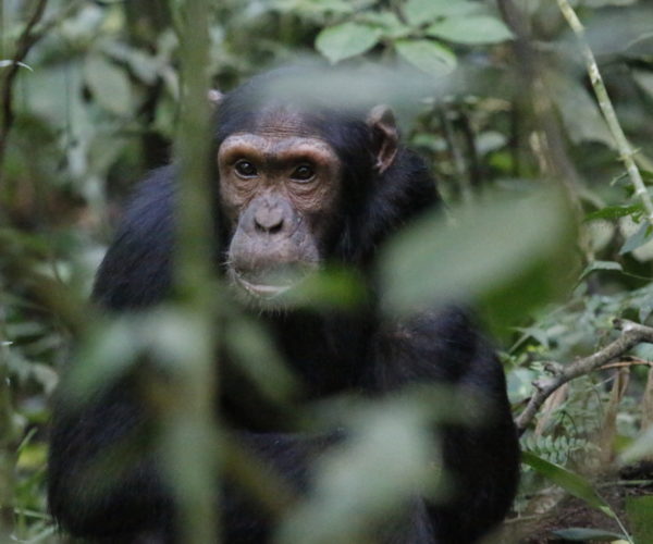 Best time to go trekking Chimps In Uganda