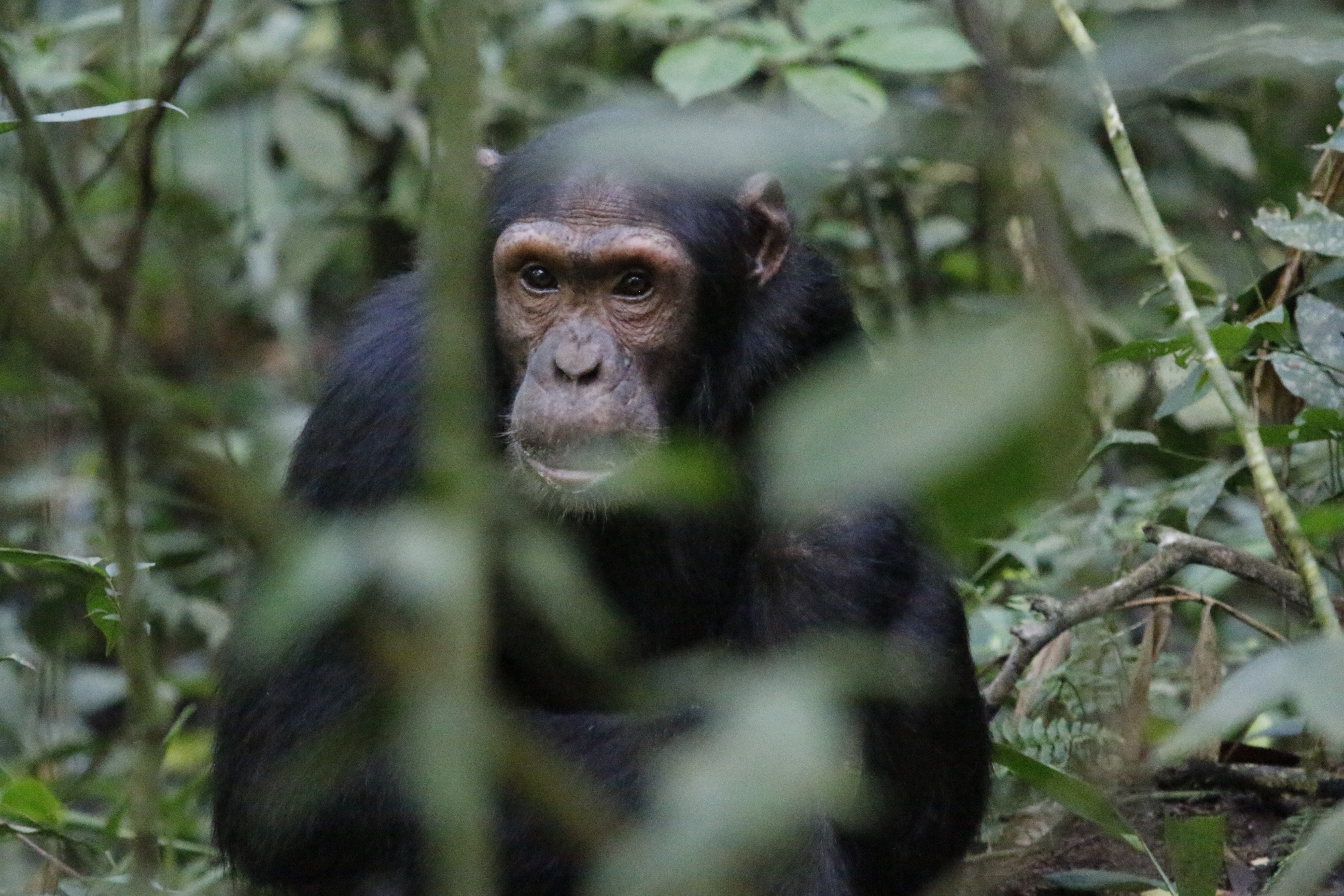 Best time to go trekking Chimps In Uganda