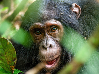 Chimpanzee Trekking In Uganda | Chimp Trekking In Kibale Forest
