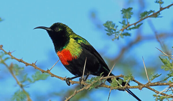 Bird Watching in Akagera NP | Birding in Rwanda \ Rwanda Birding Safaris | Realm Africa Safaris