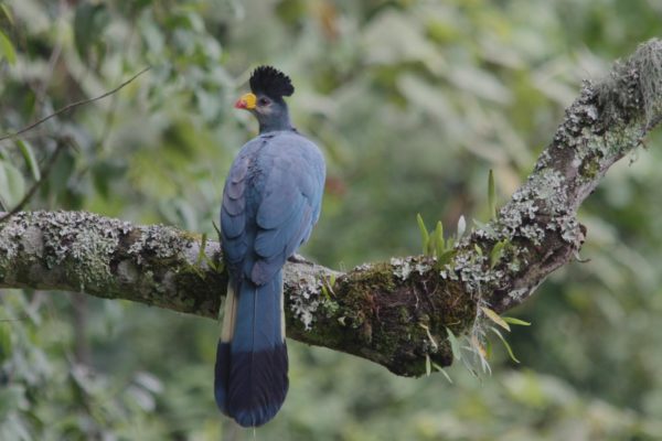 Bird watching In Rwanda | Realm Africa Safaris