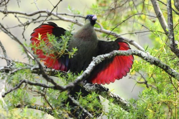 Birding in Volcanoes National Park | Rwanda Birding Safari | Rwanda Safaris | Realm Africa Safaris