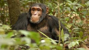 06 DaysChimpanzee Trekking in Rwanda | Rwanda Gorillas & Chimps