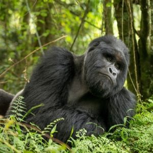 3 Days Uganda Gorilla Fly In Safari | Realm Africa Safaris