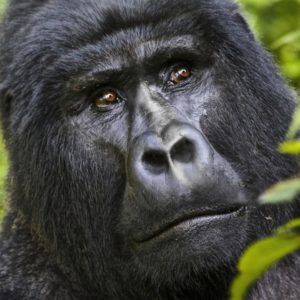 5 Days Fly-In Gorillas & Chimps | Realm Africa Safaris