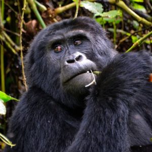 Uganda Gorilla Habituation Permit Prices 2018 - 2019