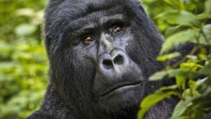 Uganda Gorilla Safaris through Kigali