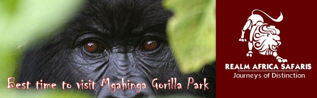 Best time to visit Mgahinga Gorilla Park | Realm Africa Safaris™