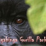 Best time to visit Mgahinga Gorilla Park | Realm Africa Safaris™