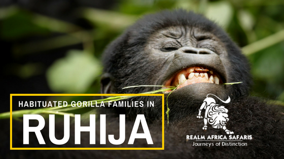 Habituated Mountain Gorilla Families in Ruhija | Realm Africa Safaris