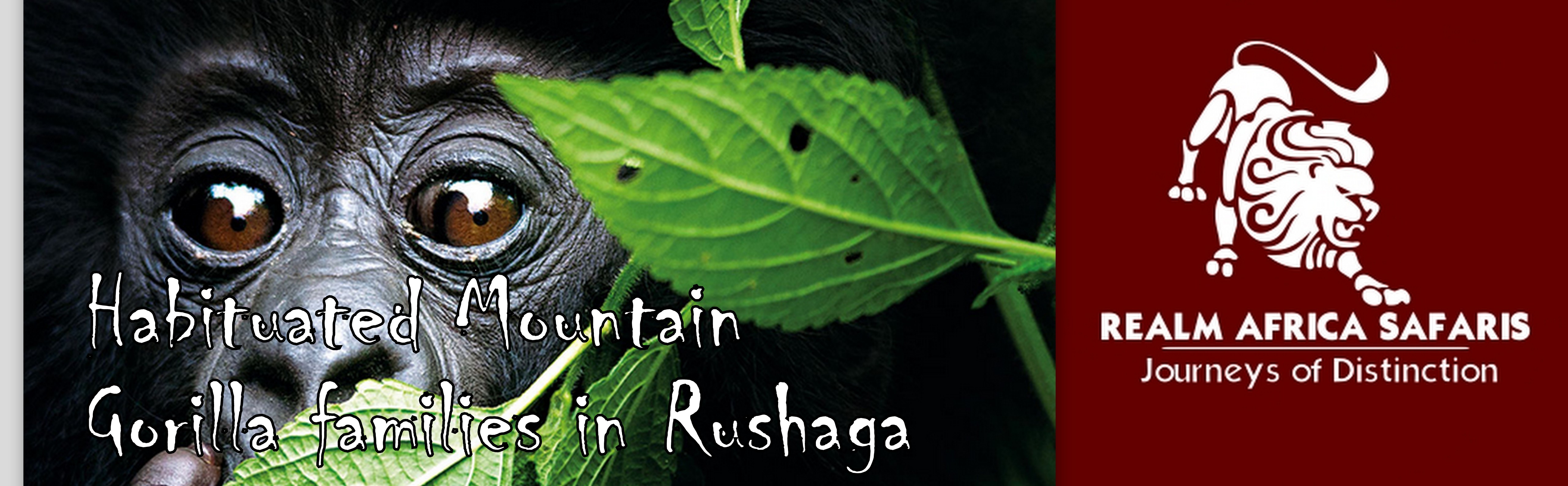 Habituated Mountain Gorilla Families in Rushaga | Realm Africa Safaris™