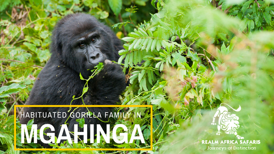 Habituated Mountain Gorilla familiy In Mgahinga Gorilla Park | Realm Africa Safaris™