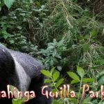 Habituated mountian Gorilla Family In Mgahinga Gorilla Park | Realm Africa Safaris™