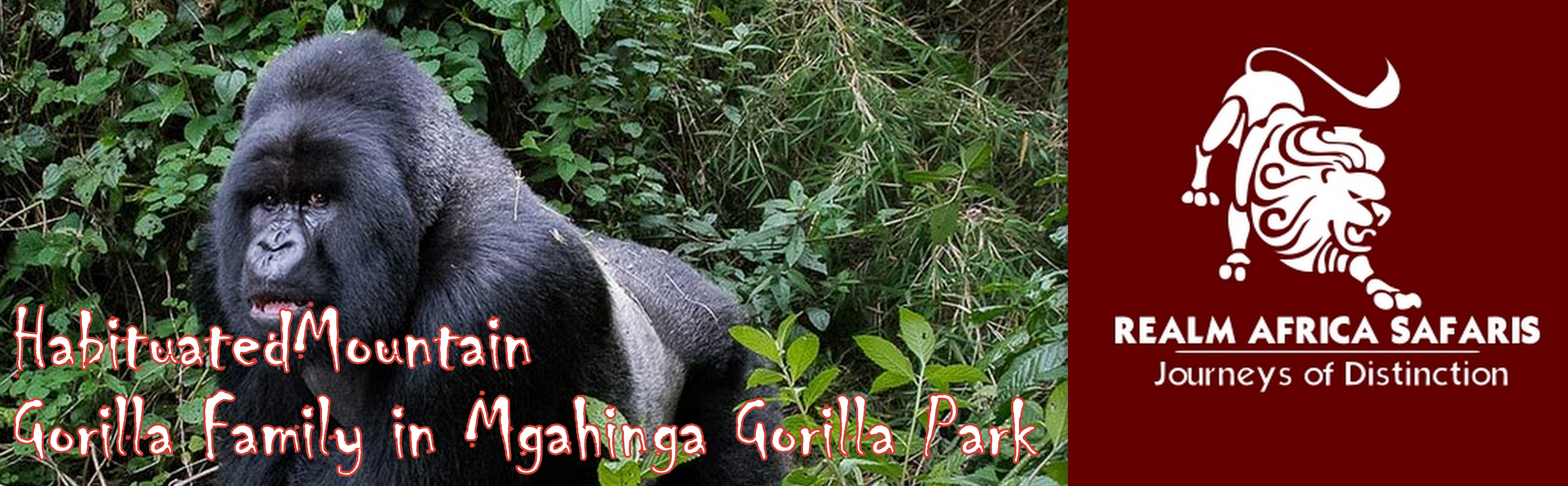 Habituated mountian Gorilla Family In Mgahinga Gorilla Park | Realm Africa Safaris™