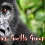 Nyakagezi Mountain Gorilla family | Realm Africa Safaris™
