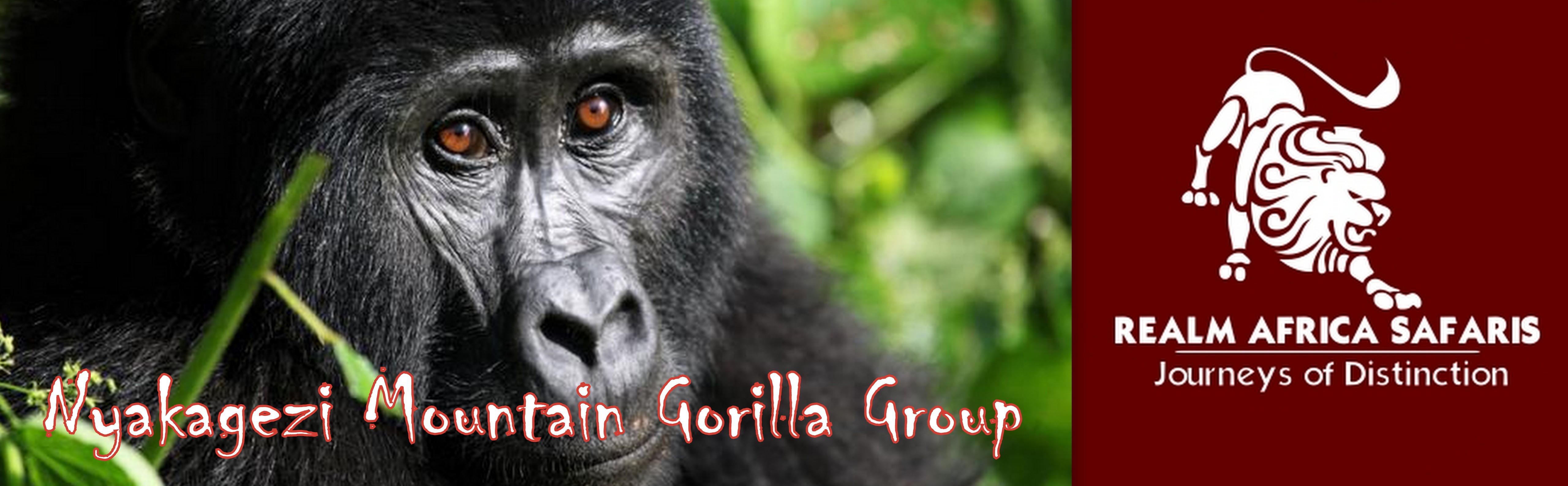 Nyakagezi Mountain Gorilla family | Realm Africa Safaris™