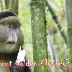 facts and information about Golden Monkeys