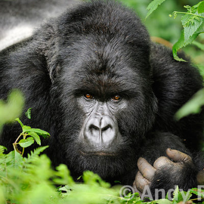 2 Day Express Rwanda gorilla Safari | Realm Africa Safaris