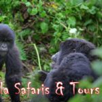 2018 - 2019 Gorilla Safaris | Realm Africa Safaris