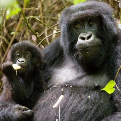 3 Day Budget Uganda Gorilla Safari | 2018 -2019 Gorilla Safaris | Realm Africa Safaris