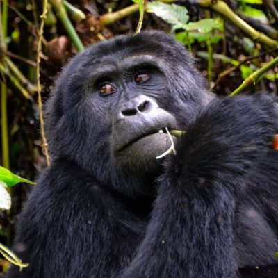 Uganda Gorilla Safaris | Mgahinga Gorilla Safaris | Mgahinga Gorilla National Park | 3 Day Gorillas & golden Monkeys in Mgahinga Gorilla Park | Realm Africa Safaris