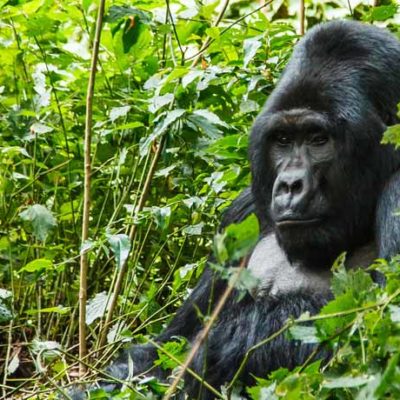 4 Day Rwanda Gorilla Safari | Realm Africa Safaris