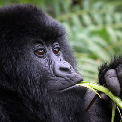 6 Day Gorilla- Golden Monkeys - Batwa and Volcano climbing In Mgahinga Gorilla Park | Uganda Gorilla Safaris | Gorilla Trekking In Mgahinga Gorilla Park | Realm Africa Safaris