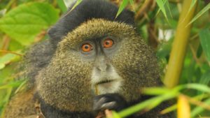 Comparing Rwanda - Uganda Golden Monkey Trekking